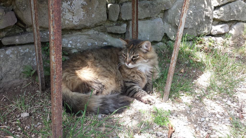 B&B Della RosaCivitella D'Arna エクステリア 写真